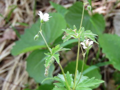 Geranium asiaticum