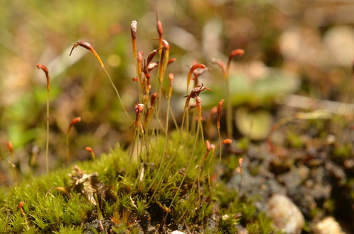 Ambiguous Trematodon Moss