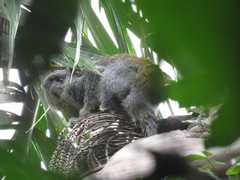 Ashy Titi photo 4