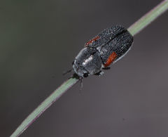 Coleothorpa