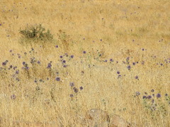 Echinops adenocaulos