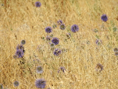 Echinops adenocaulos