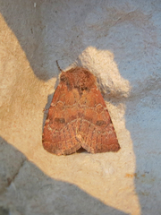 Protorthodes oviduca