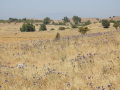 Echinops adenocaulos