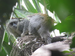 Ashy Titi photo 3