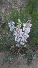 Delphinium wootonii