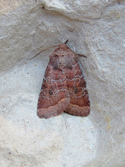 Protorthodes oviduca