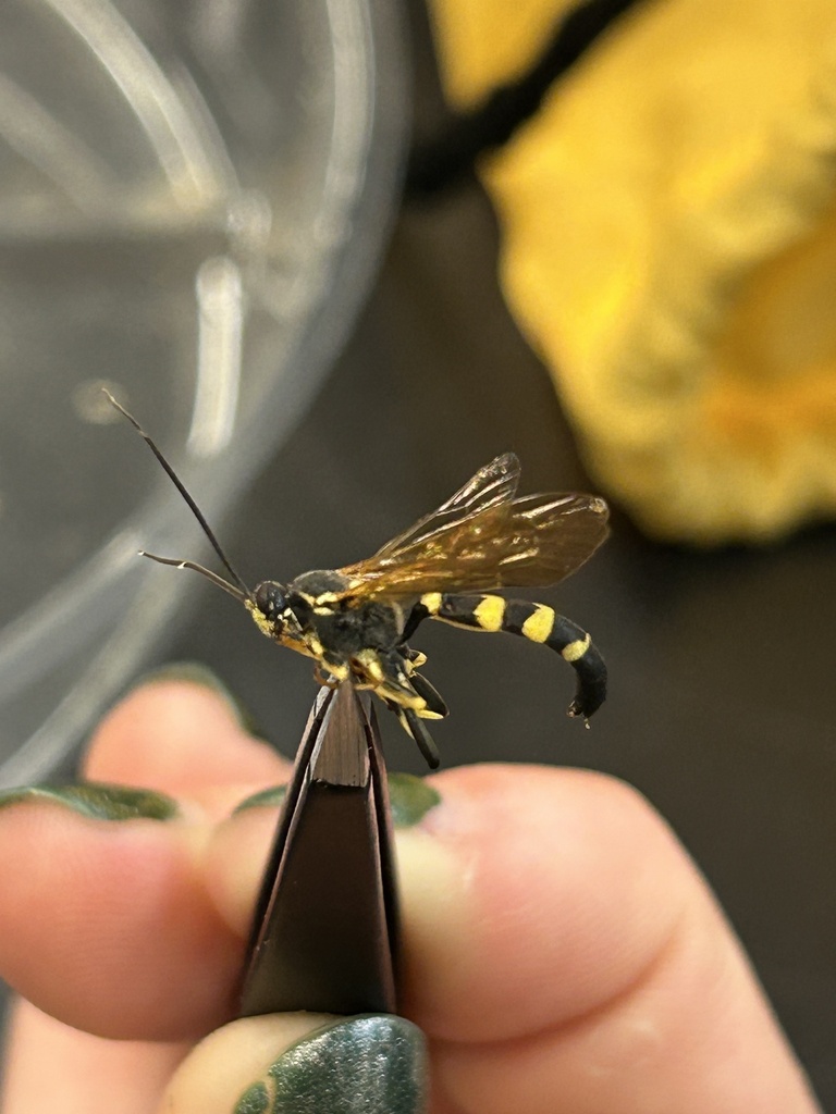 Ichneumon annulatorius from Razorback Dr, Houghton, MI, US on August 1 ...