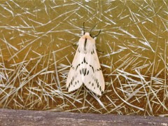 Lemyra stigmata