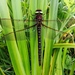 Neallogaster latifrons - Photo (c) Asim Giri, algunos derechos reservados (CC BY-NC), subido por Asim Giri