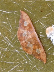 Agnidra specularia
