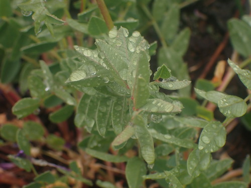 Image of Hedysarum occidentale by no rights reserved