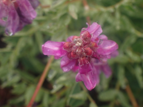 Image of Hedysarum occidentale by no rights reserved