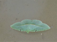 Aplochlora dentisignata