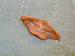 Astatochroa