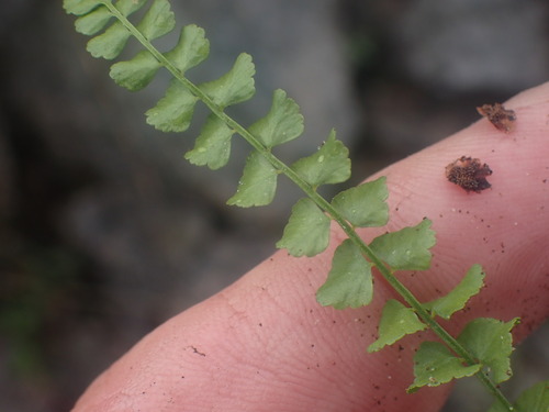Green spleenwort (Asplenium viride)