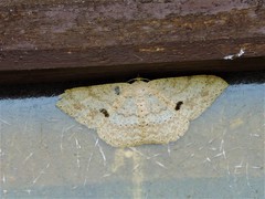 Luxiaria mitorrhaphes