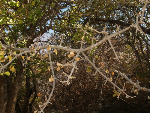 Bushveld Gardenia