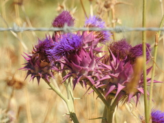Cynara syriaca