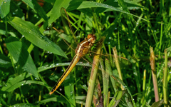 Libellula needhami