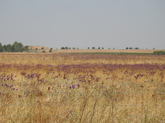 Cynara syriaca