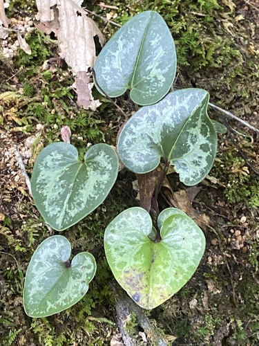 Image of Little Heartleaf (Asarum minus) by no rights reserved