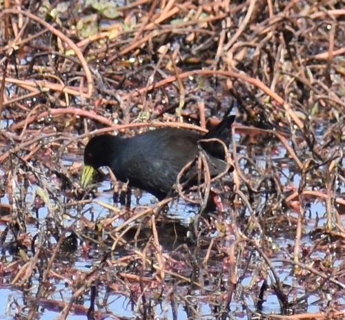 Black Crake (Zapornia flavirostra), photo 6