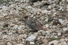 Tetraogallus tibetanus