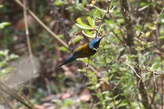 Aethopyga nipalensis