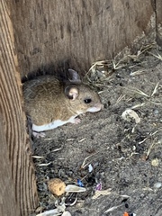 Peromyscus gambelii