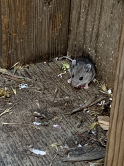 Peromyscus gambelii