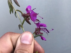 Clarkia mildrediae mildrediae