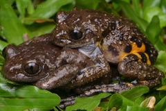 Hylambates verrucosus