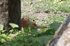 Trochalopteron lineatum