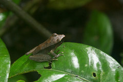 Pristimantis peruvianus