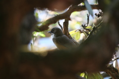 Pterorhinus albogularis