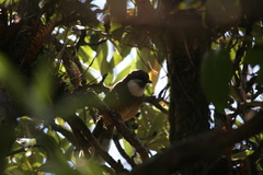 Pterorhinus albogularis