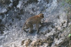 Macaca assamensis