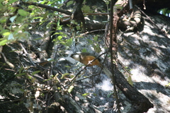 Pterorhinus albogularis