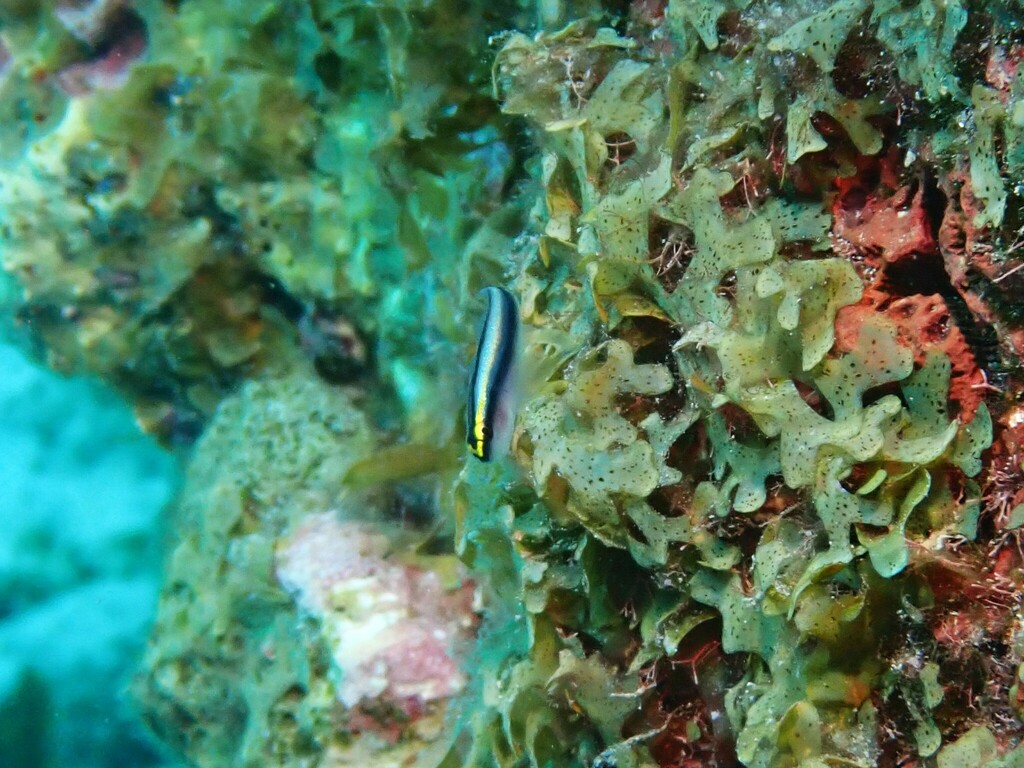 Photo of Sharknose goby (Elacatinus evelynae)