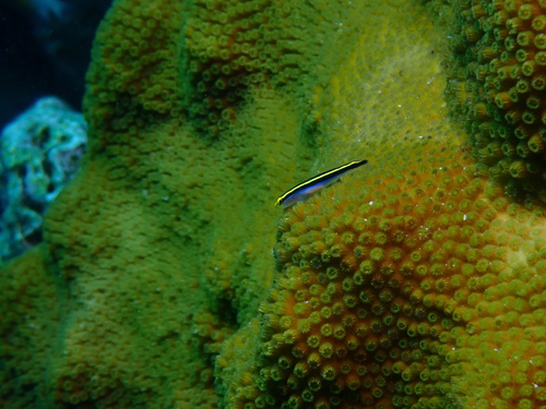 Geellijn-poetsgrondel (Elacatinus horsti) — Gobiidae