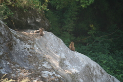 Macaca assamensis