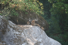 Macaca assamensis