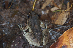 Leptodactylus wagneri