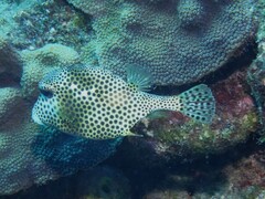 Spotted Trunkfish photo 5