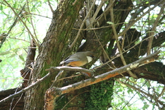 Pterorhinus albogularis