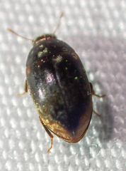 Enneboeus marmoratus