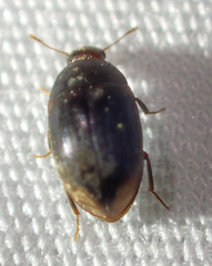 Enneboeus marmoratus