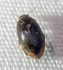 Enneboeus marmoratus