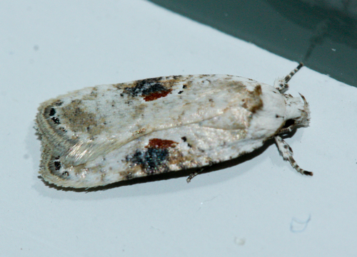 Poison hemlock moth photo 6